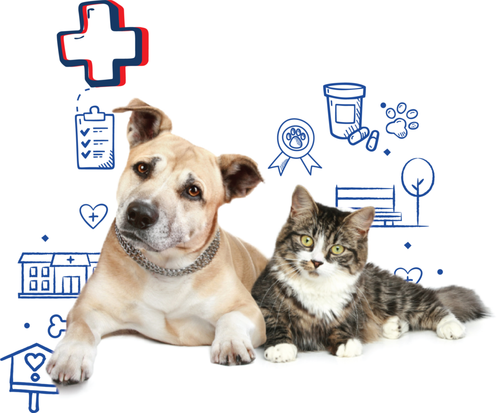 Fort Collins, CO 80526 Veterinarian - Animal Works - Veterinary Surgery