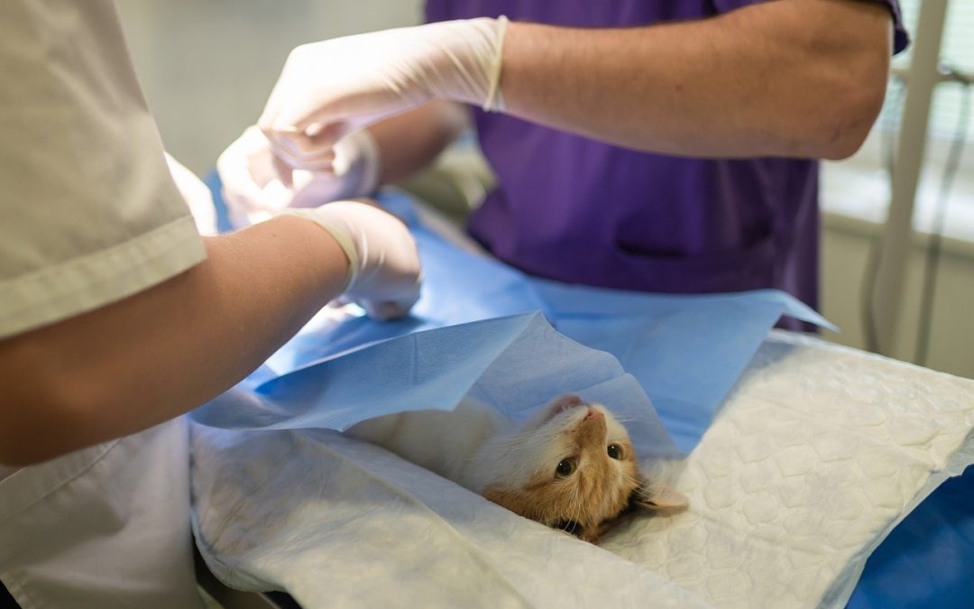 When Your Pet Needs Emergency Surgery
