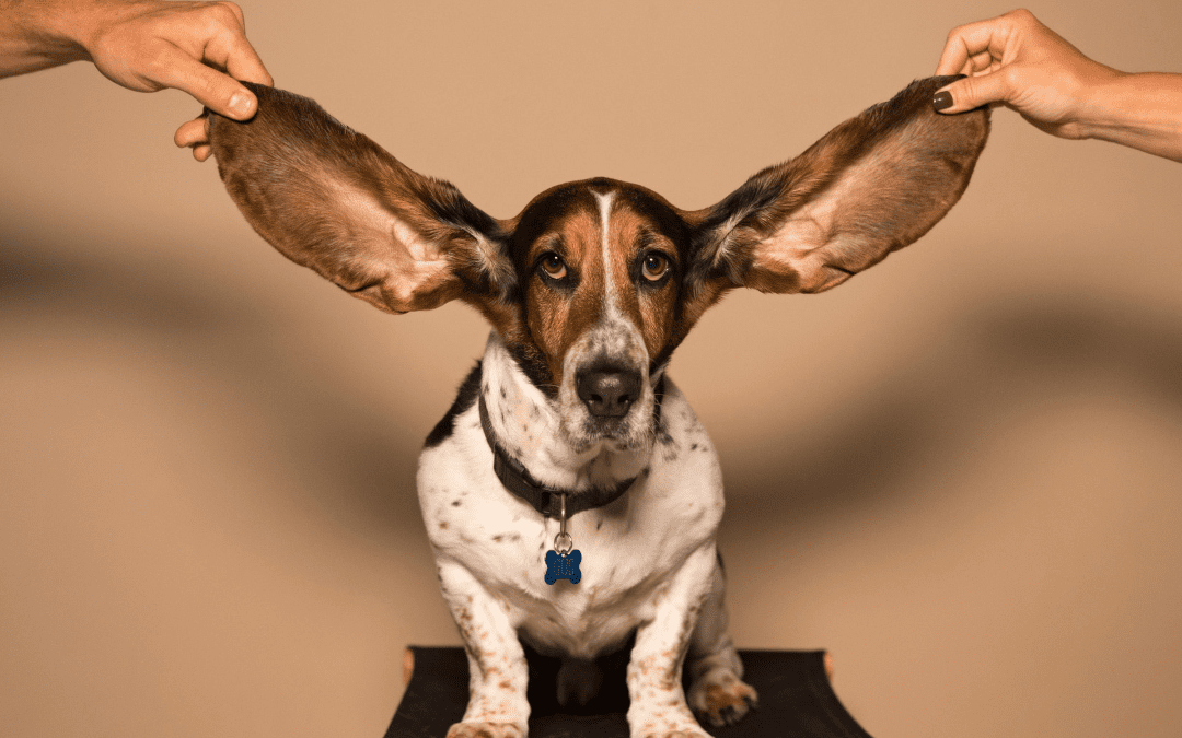 How to Properly Clean Your Pet’s Ears