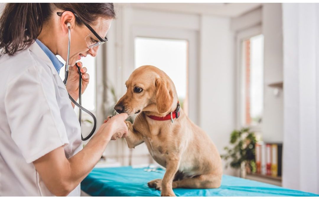 The Importance of Routine Pet Lab Tests