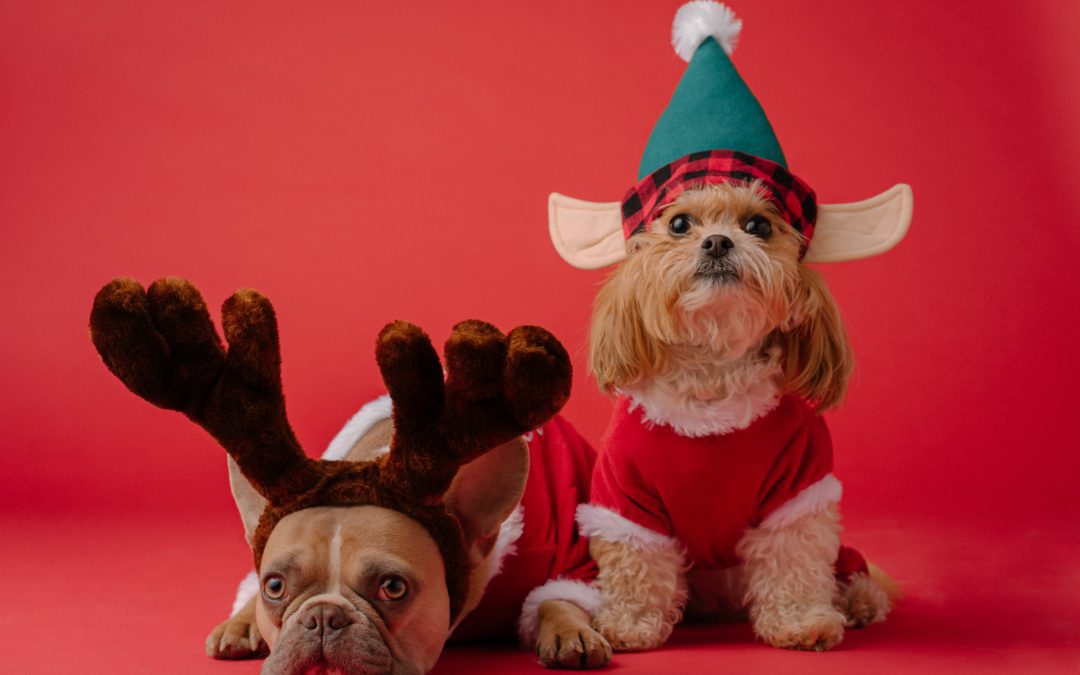 Is Giving a Pet For Christmas a Bad Idea?