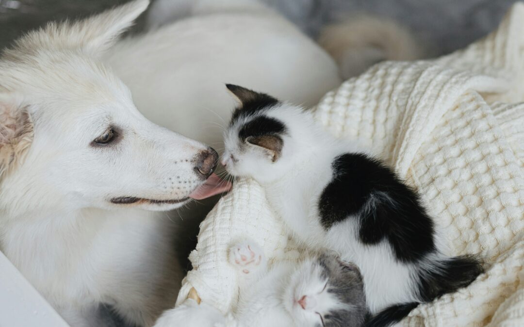 November: National Pet Cancer Awareness Month