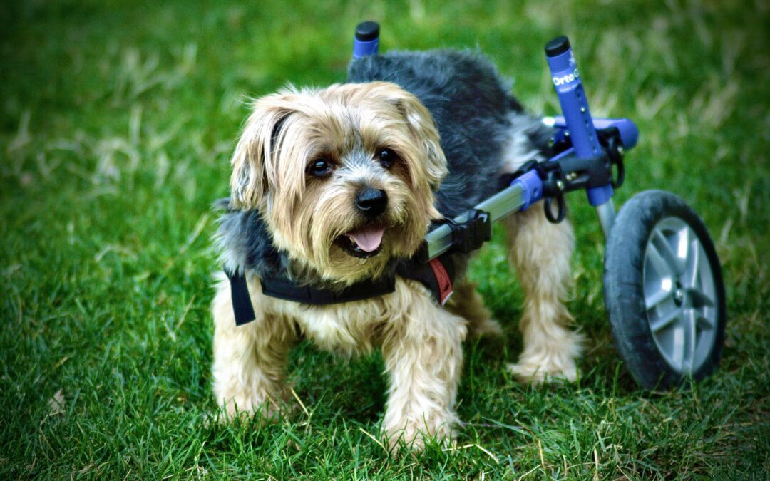 The Truth About Limb Amputation