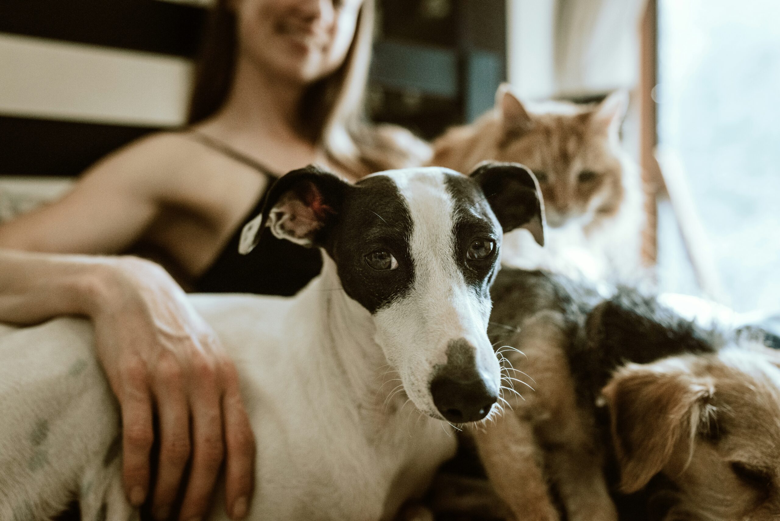 Dog and cat snuggle on woman's lap
