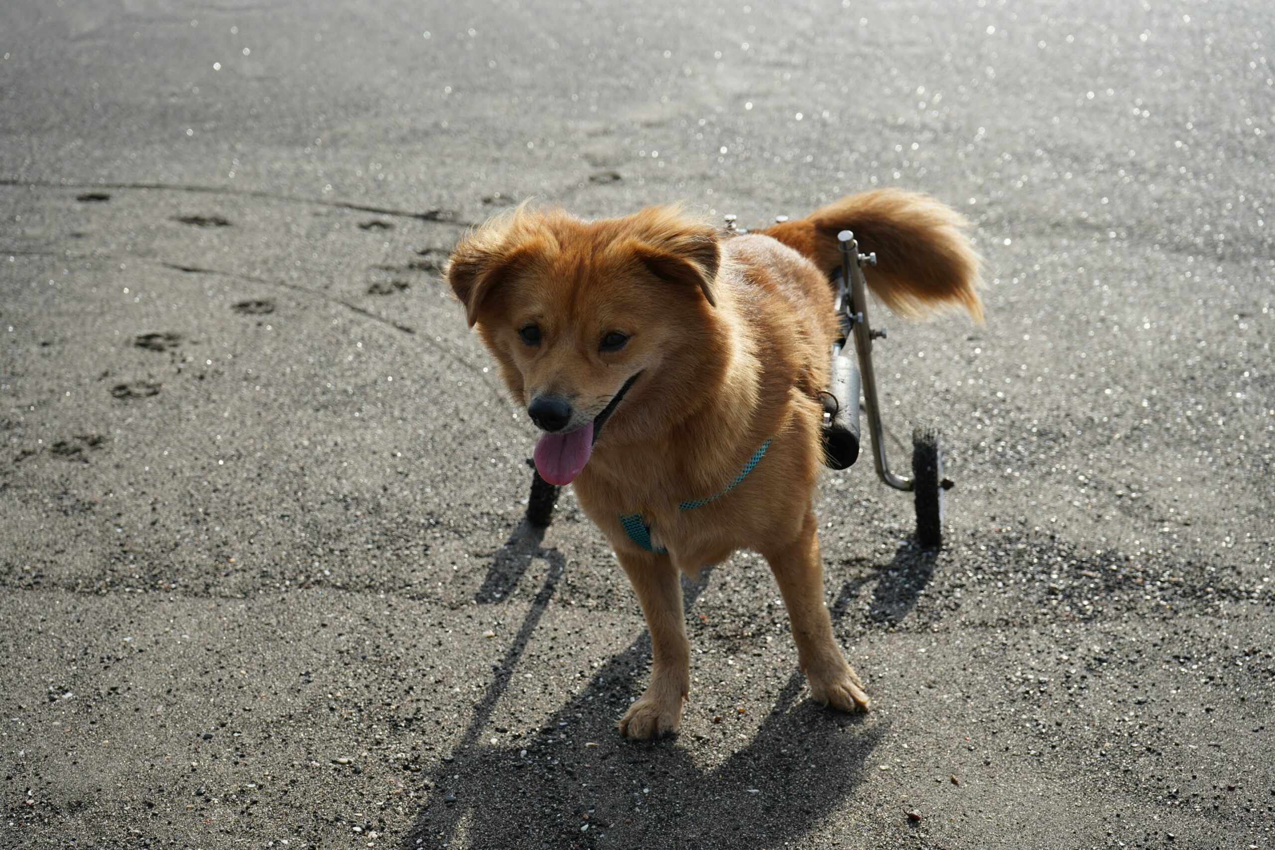 Dog with a wheelchair