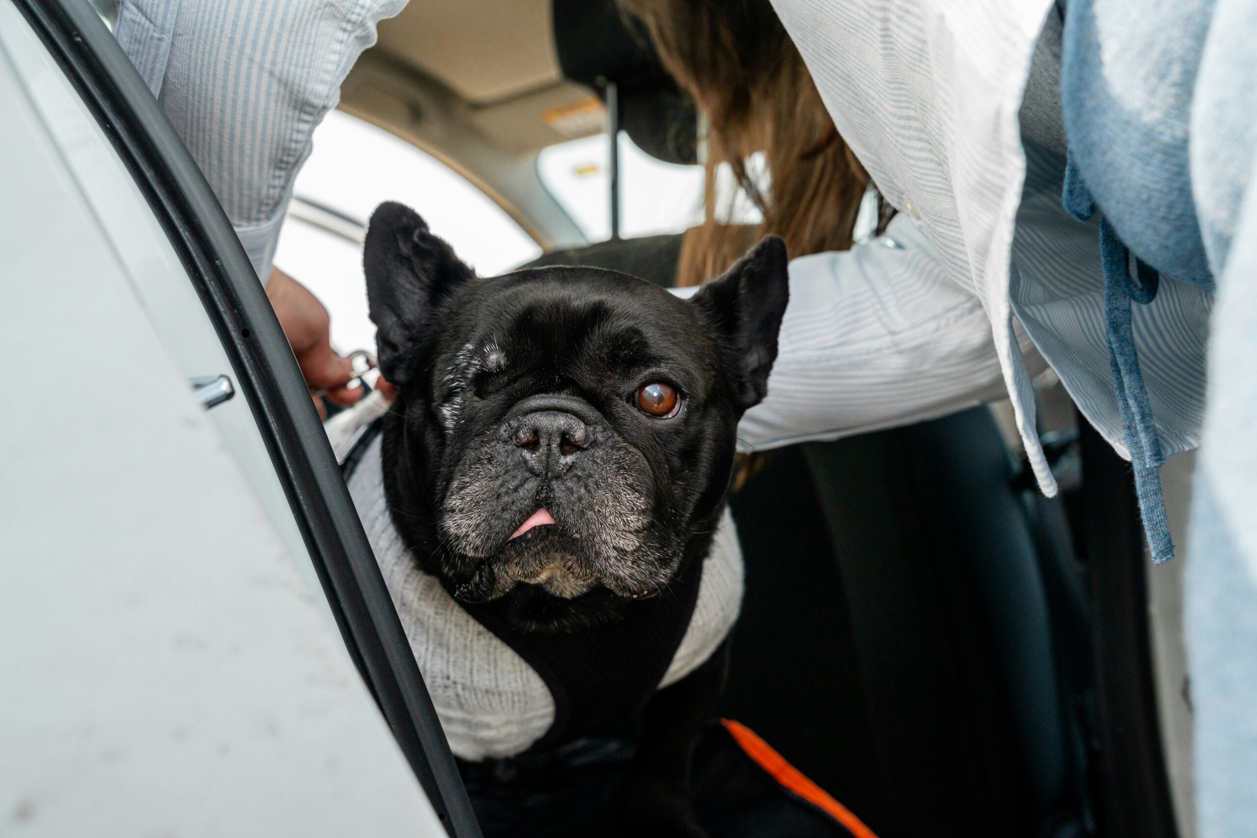 Pug whose had Enucleation surgery