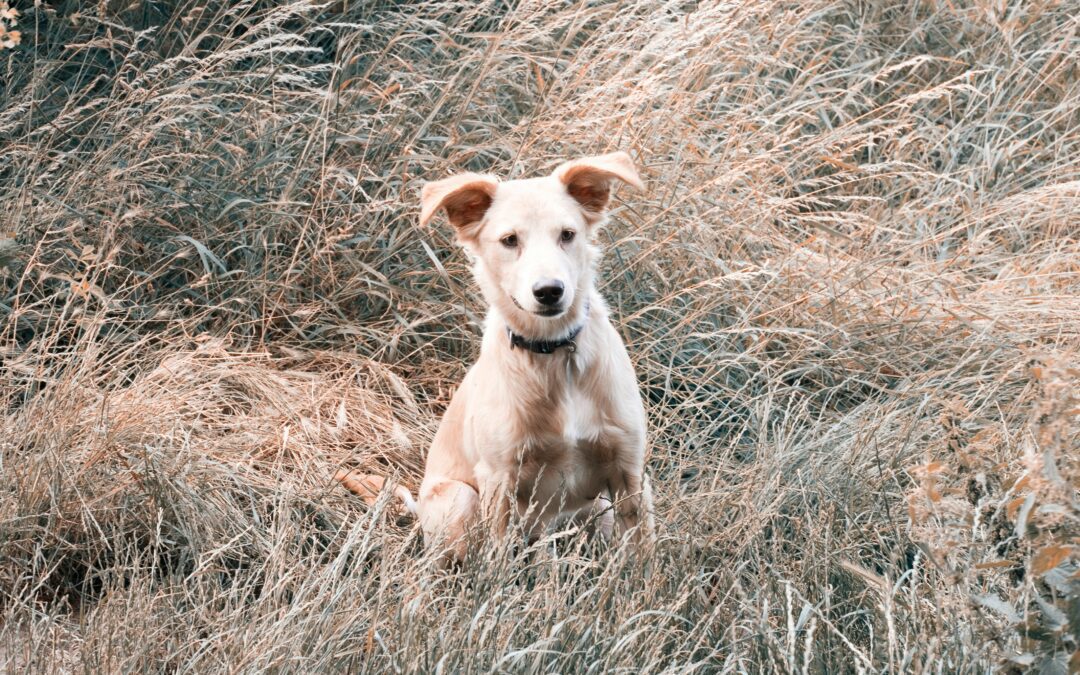 Dangers of Grass Awns and Foxtails