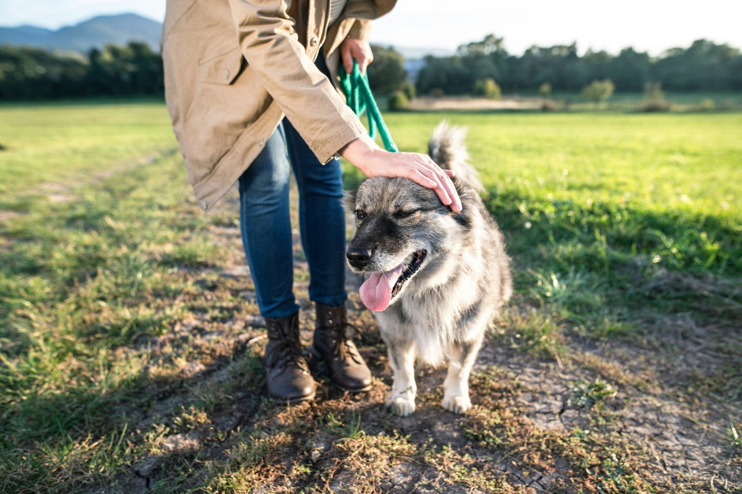 A dog on a walk in the grass with its owner