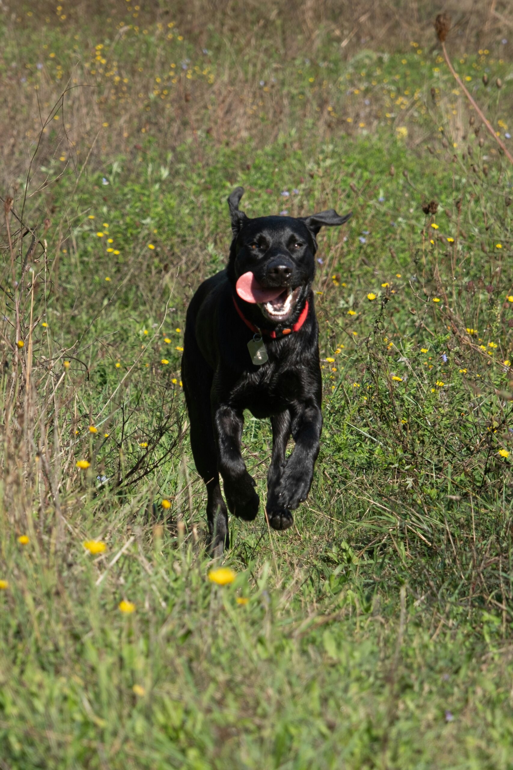 Dog running in the grass