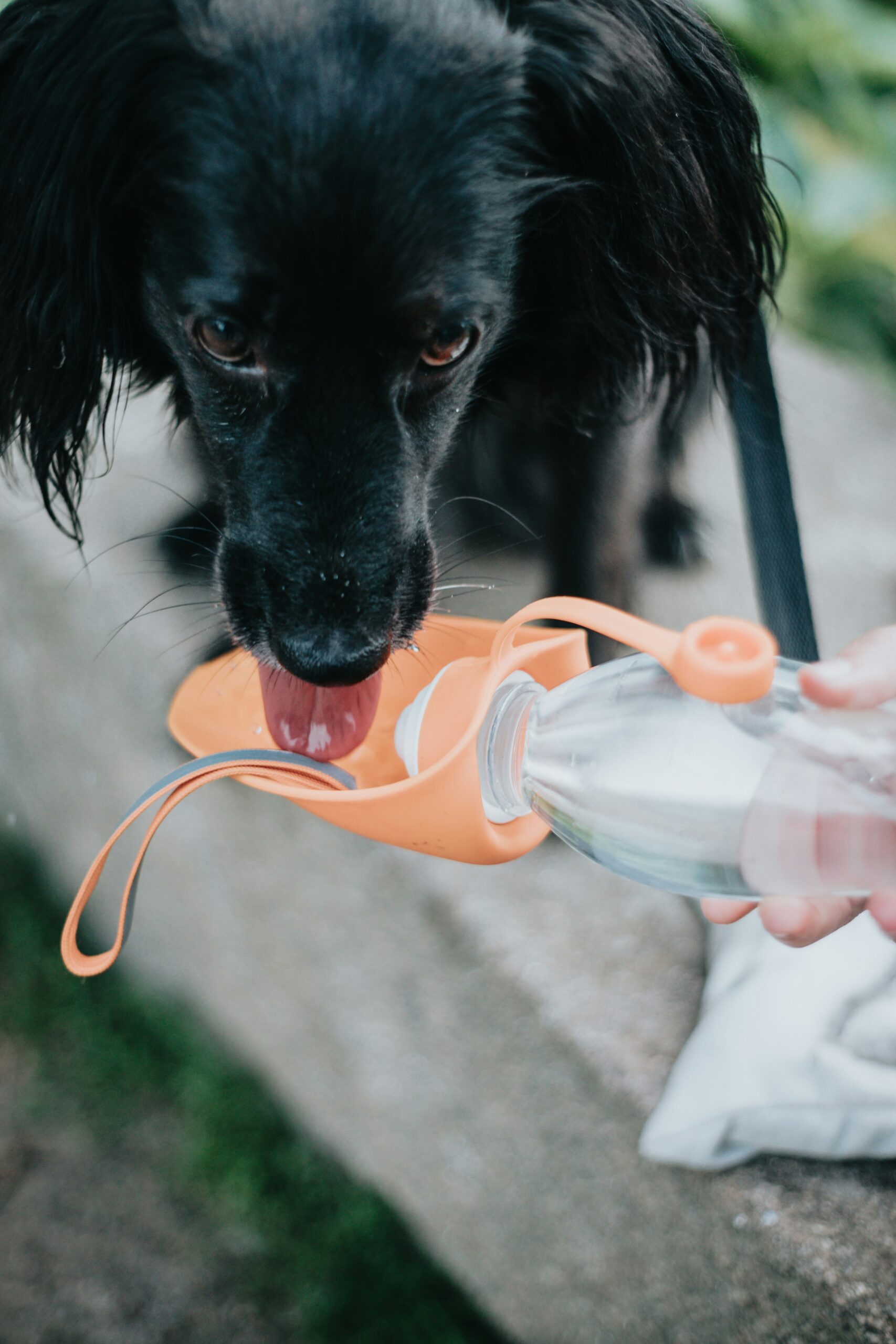 Dog drinking water from a portable bowl