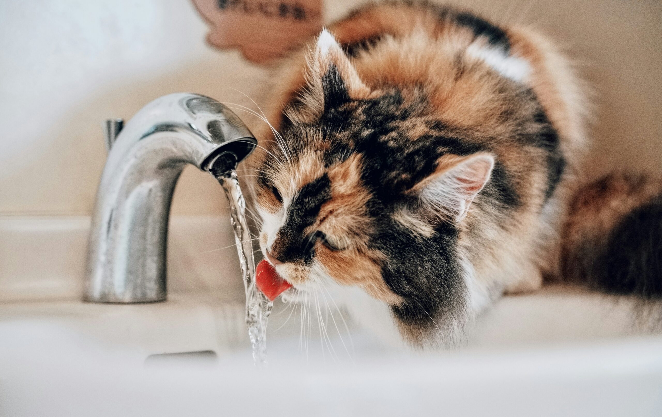 Cat drinking water from the sink