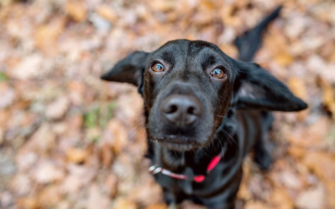 Spaying and Neutering Senior Pets