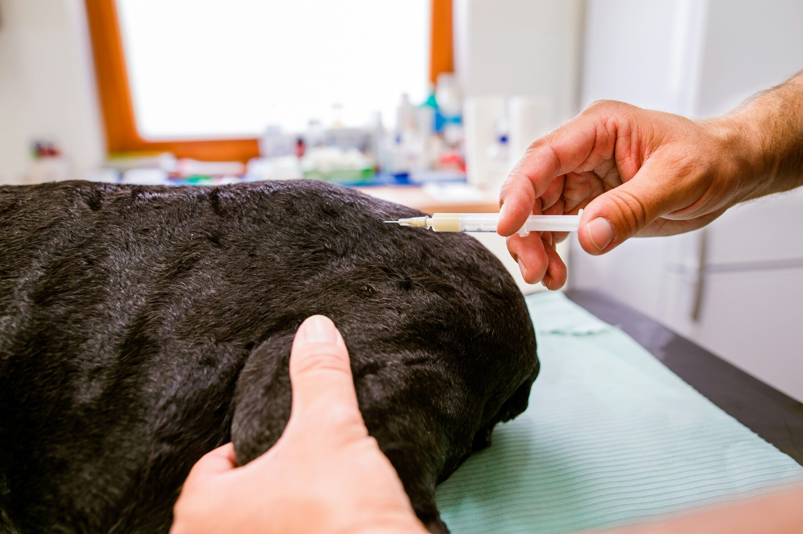 A dog getting an immunization in its back area