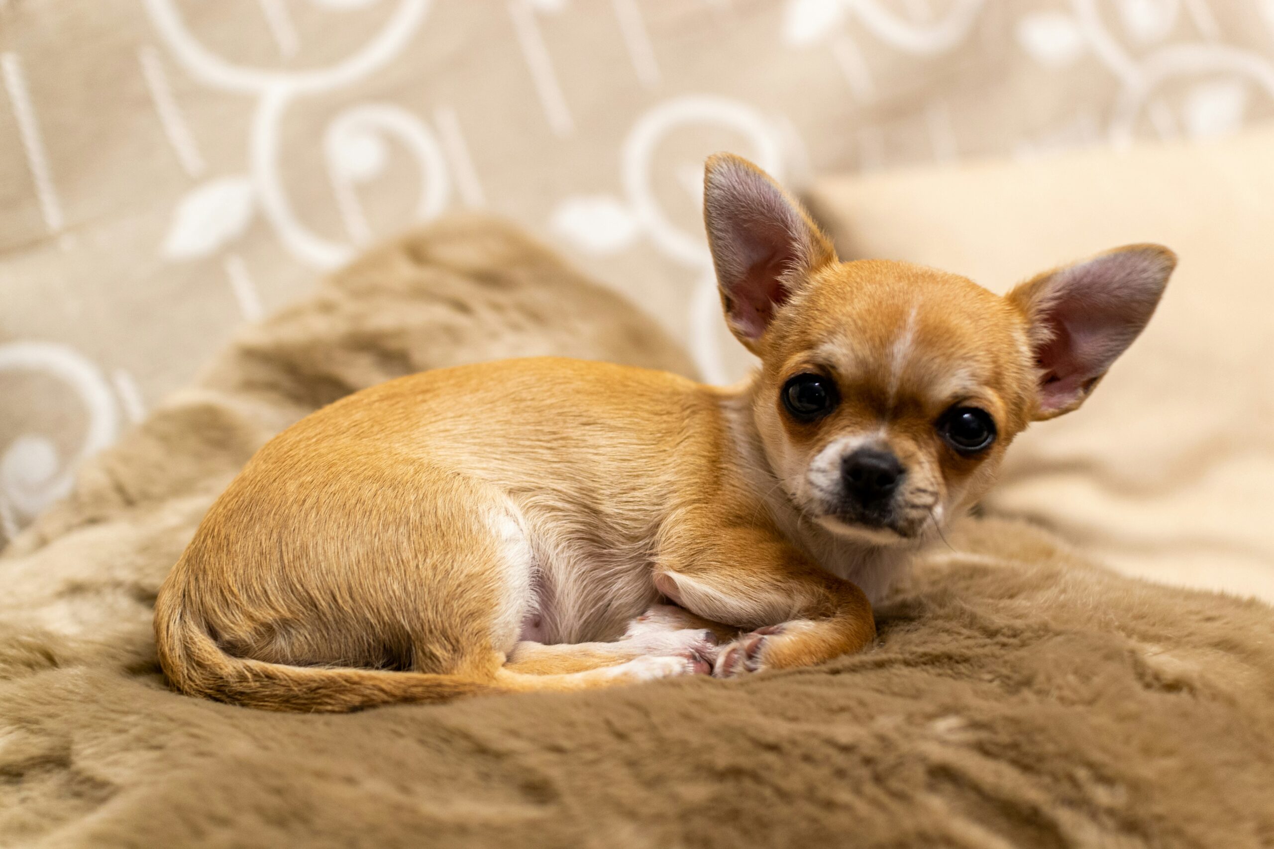 Small Chihuahua laying down