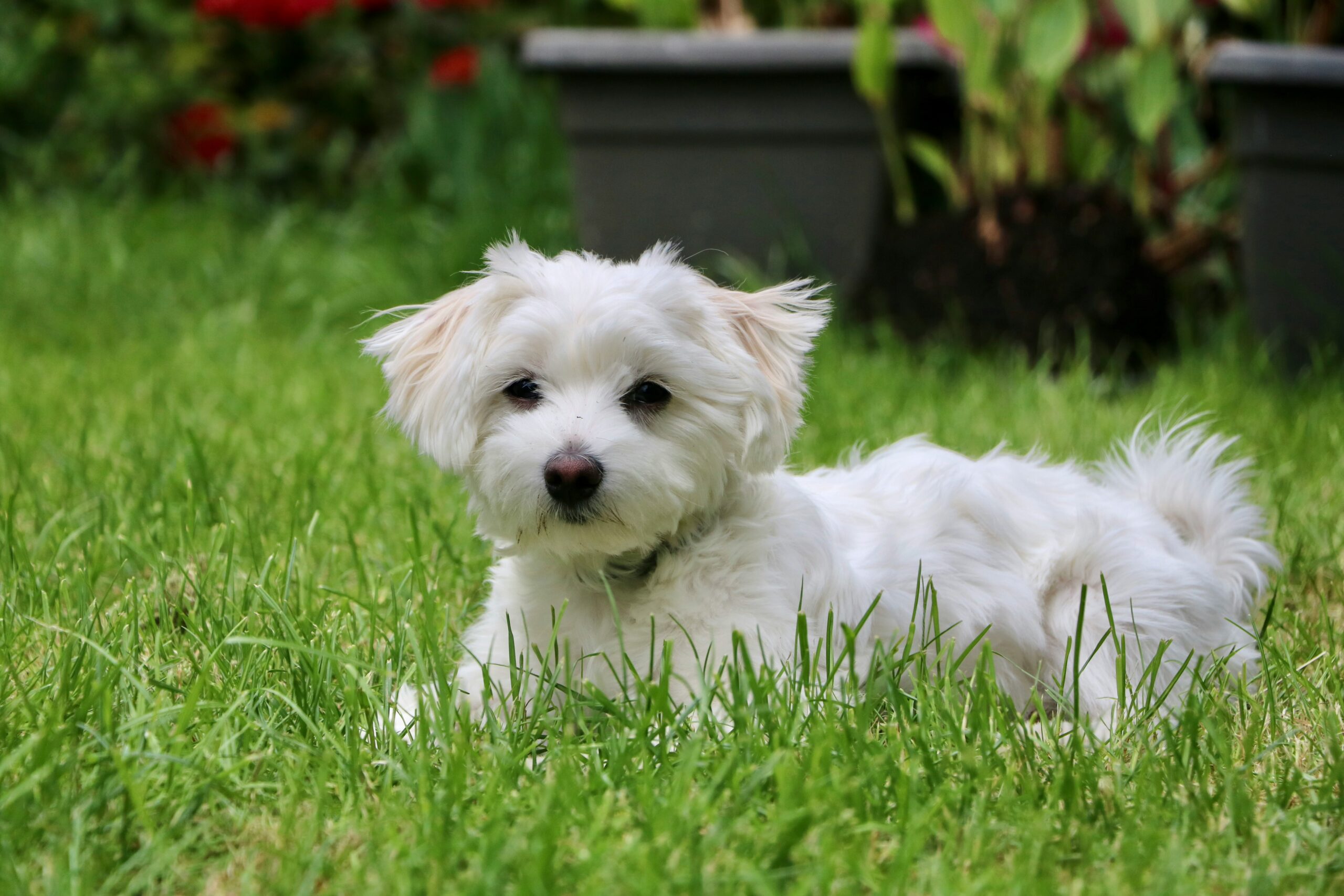 Maltese laying in the grass