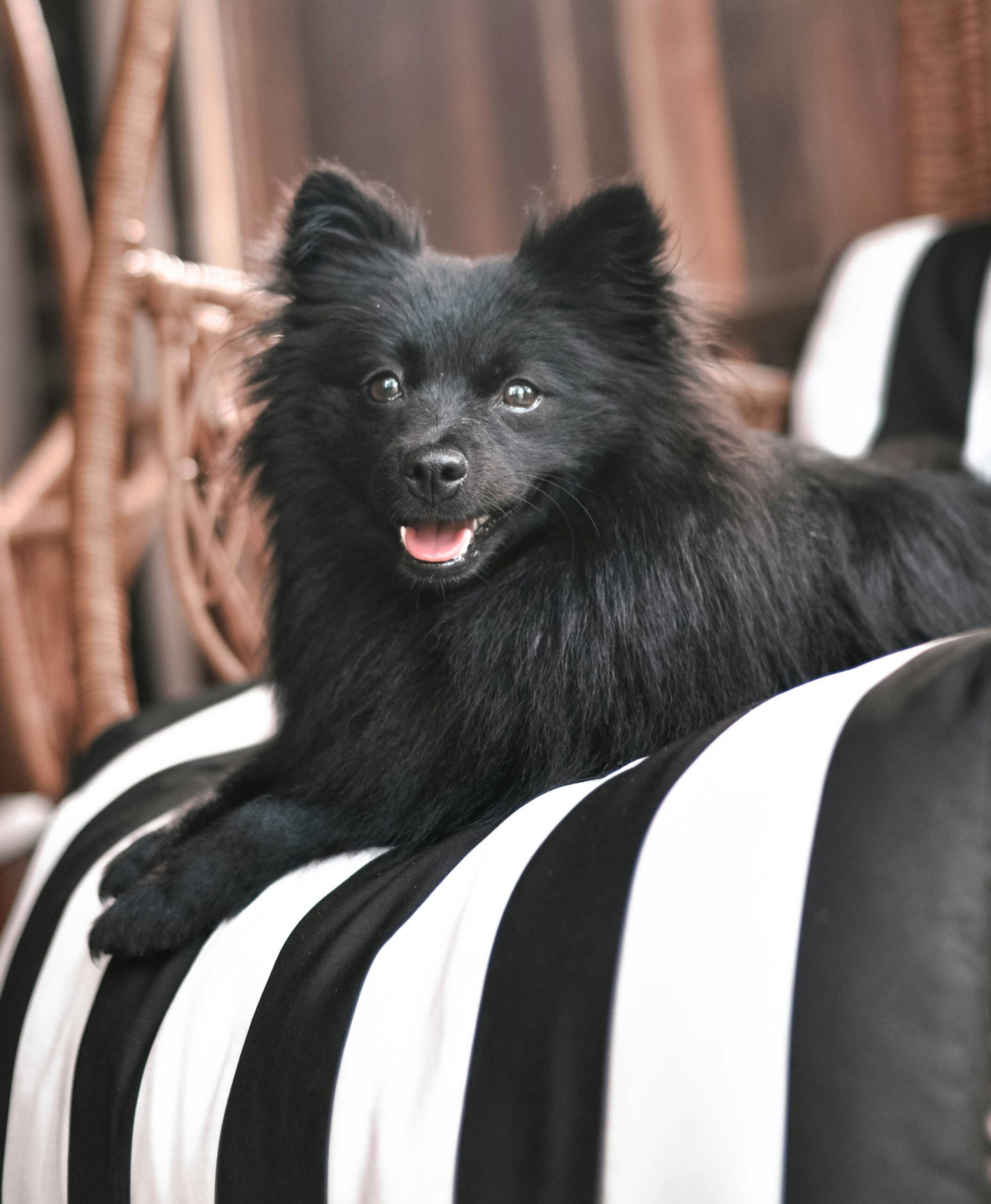 Black Pomeranian 