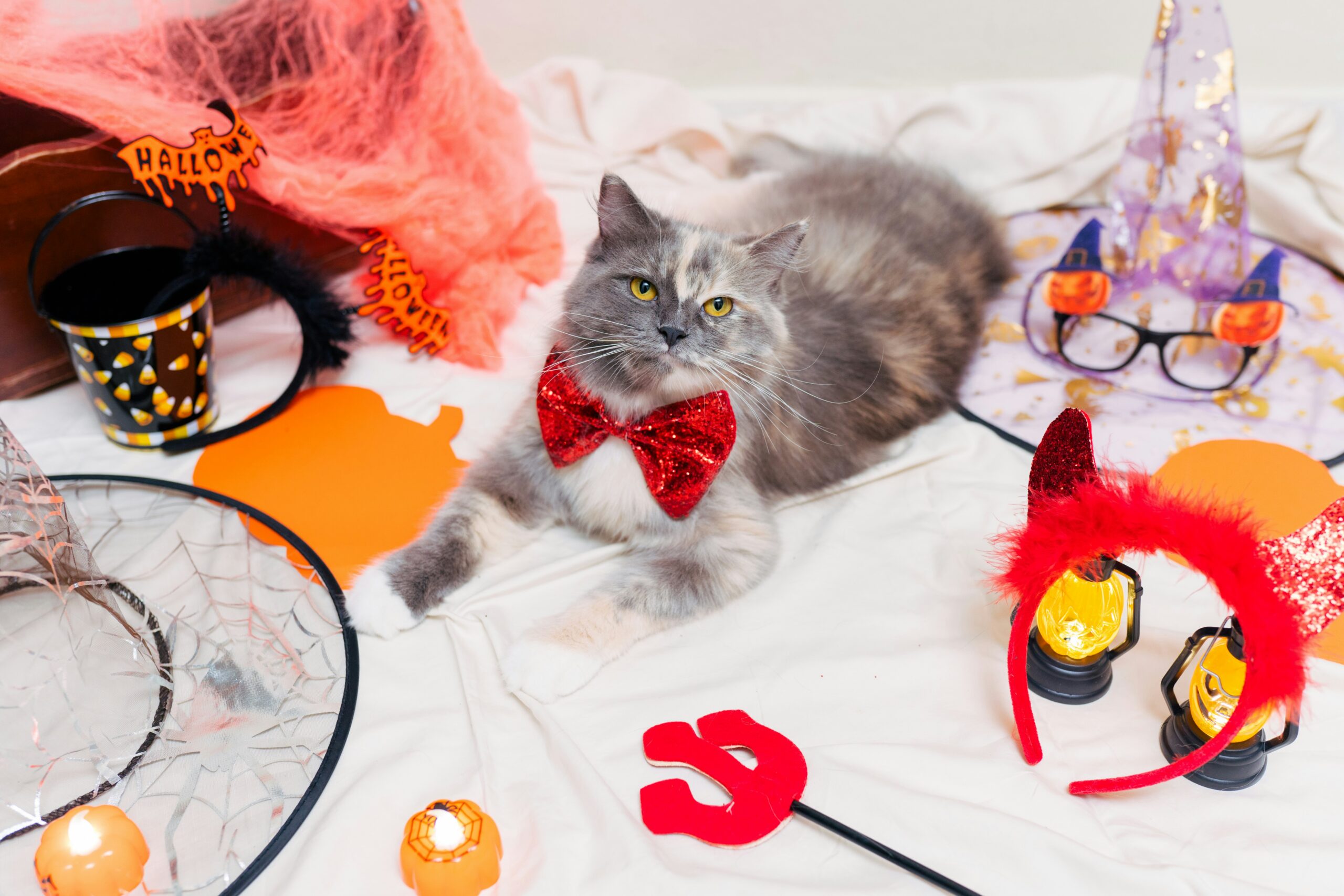 Cat around Halloween decorations