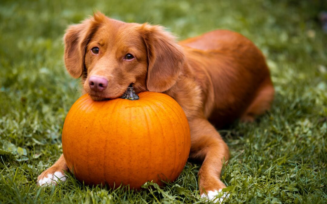October: Keep Pets Safe on Halloween