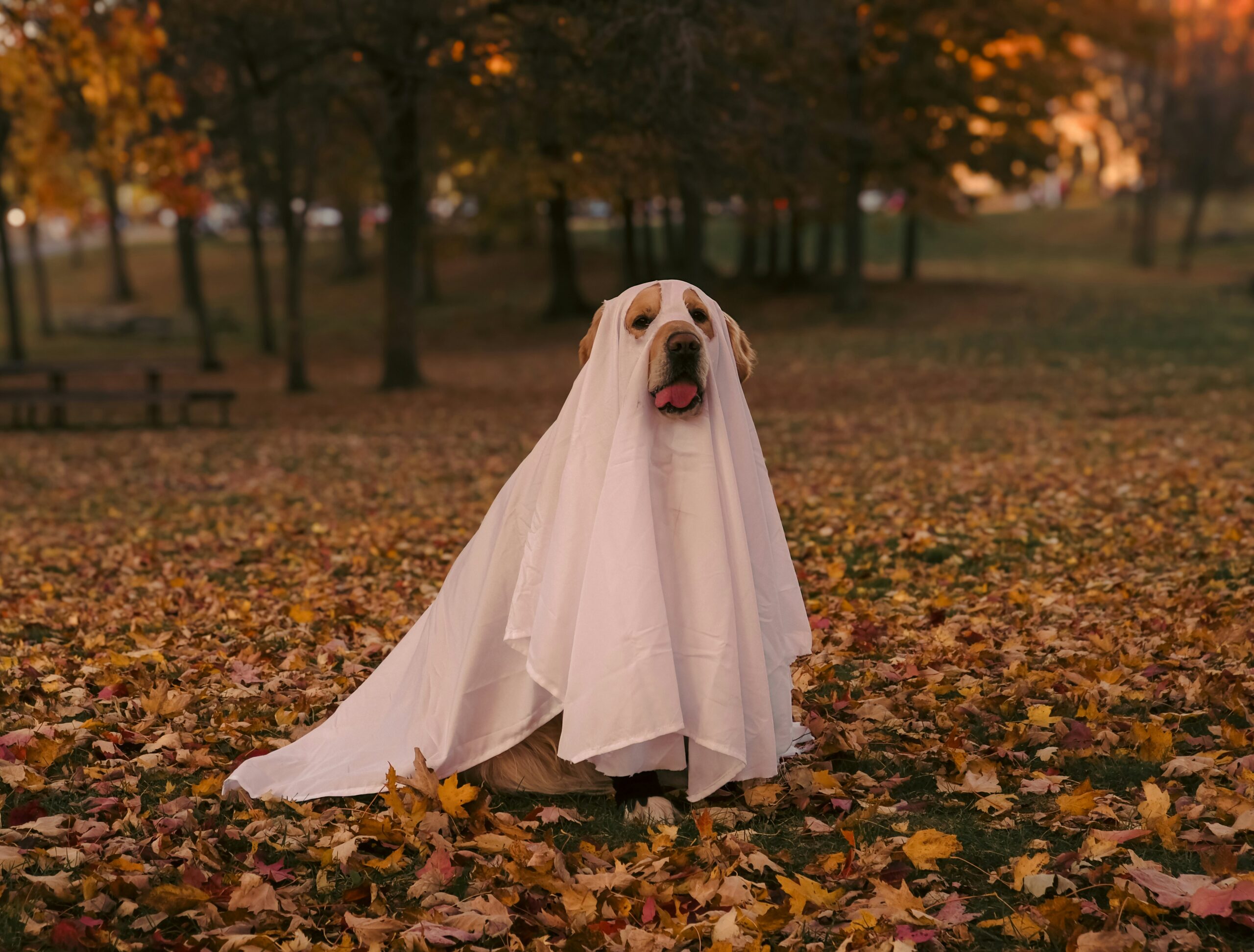 Dog in a ghost costume