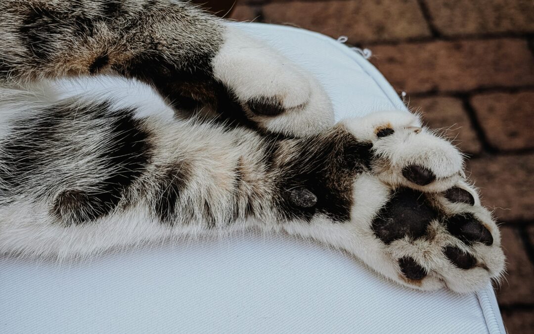 Polydactyl Cats: All the Toe Beans