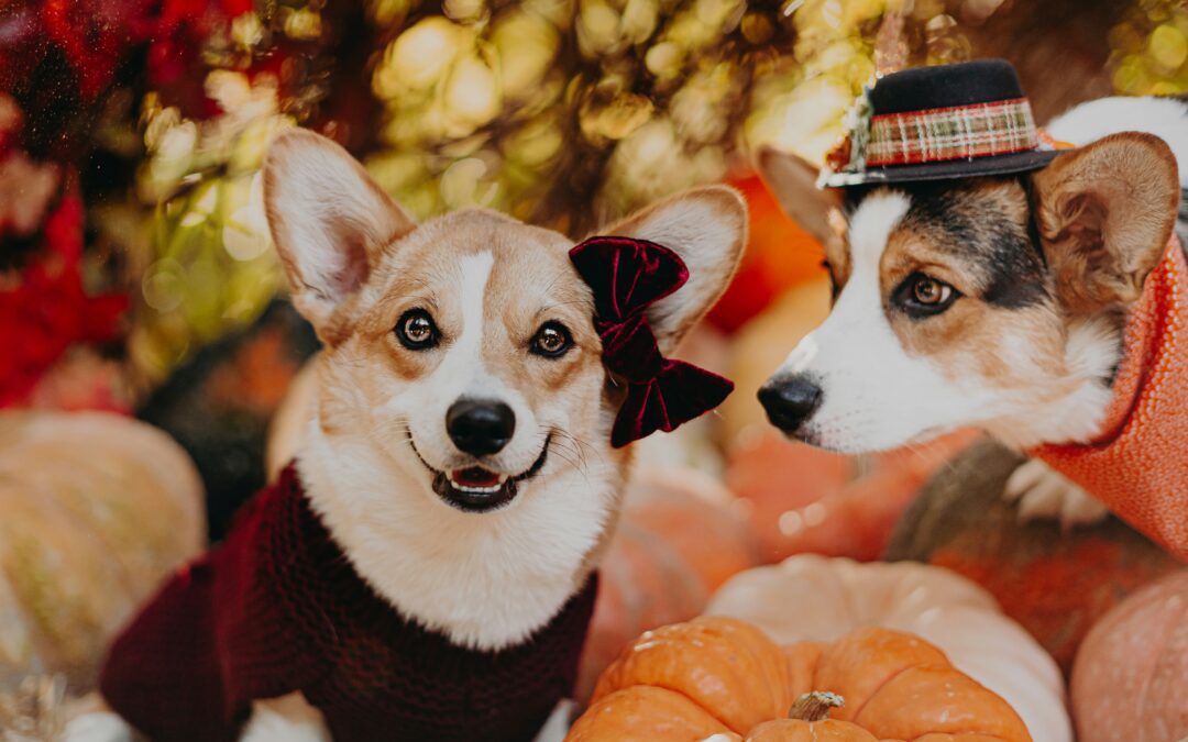 November: Thanksgiving Time!