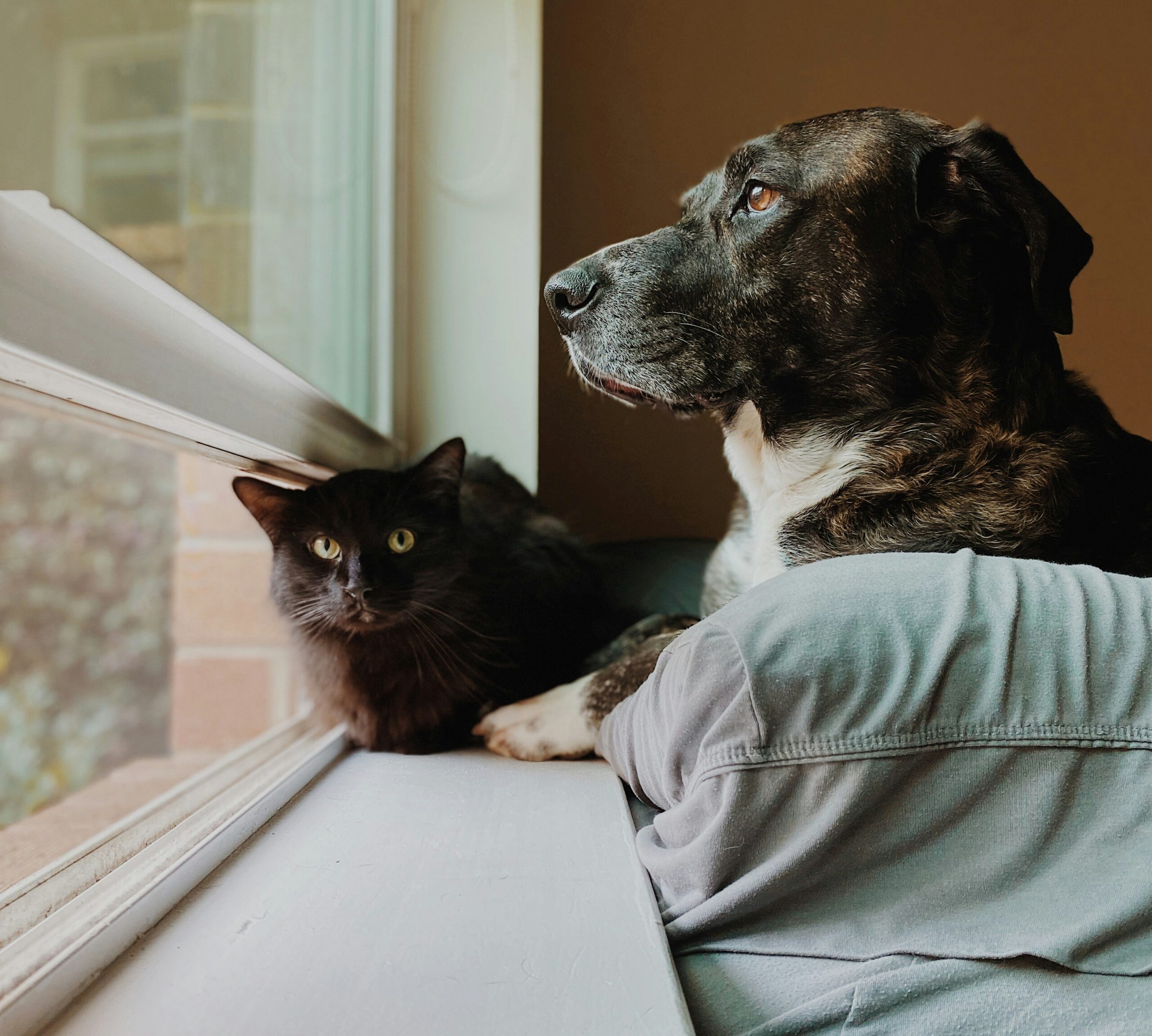 Dog and cat looking out the window
