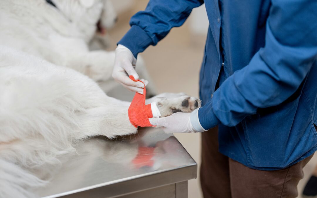 Laceration Wound Repair