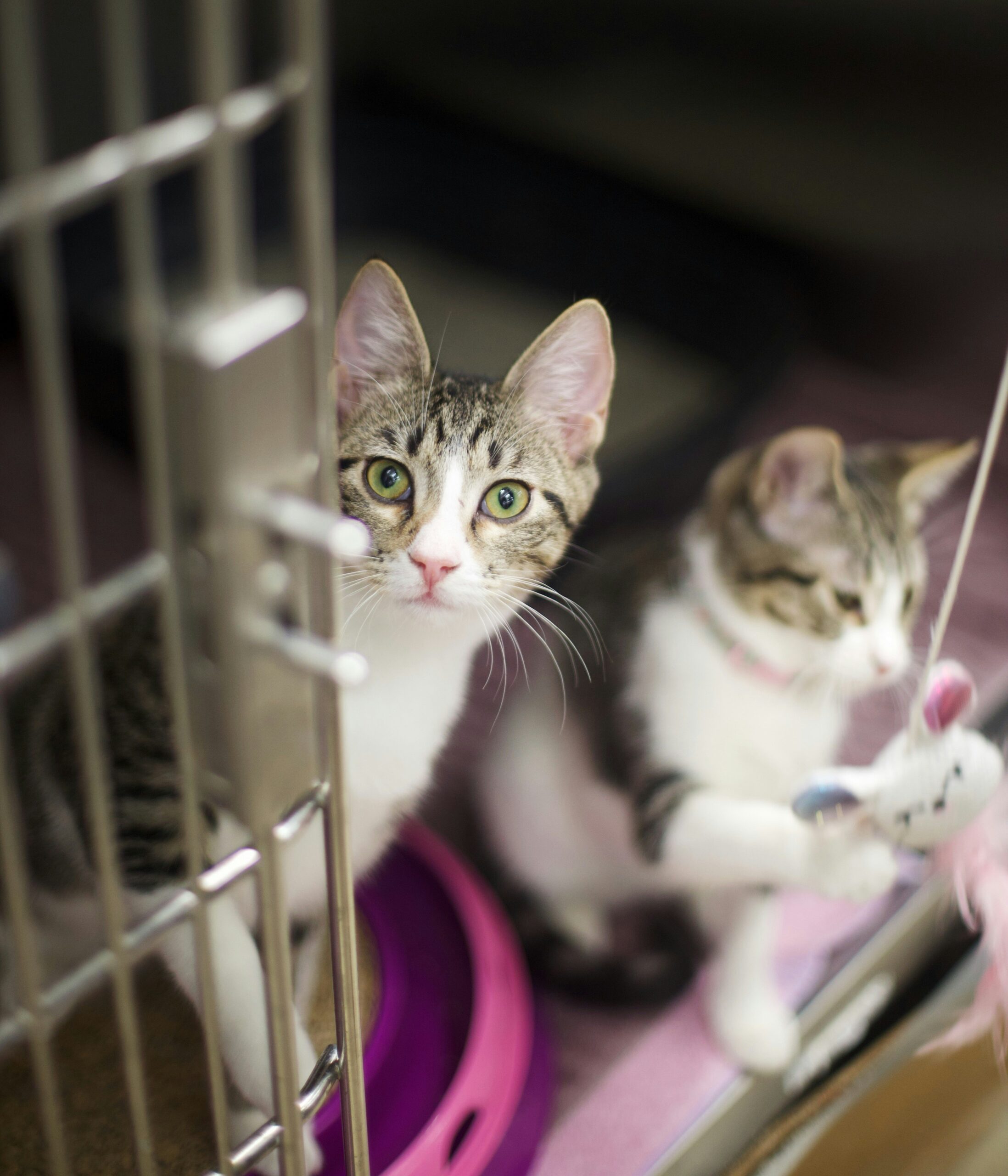 Cats at a shelter
