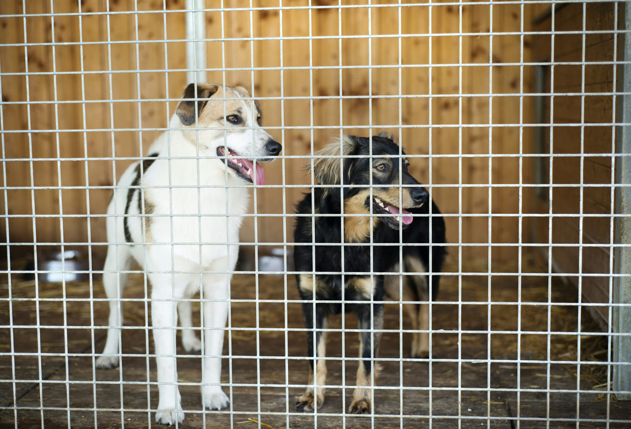 Dogs at a shelter