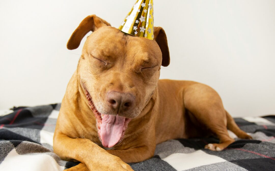 January: Essential Pet Care Tips for a Happy 2025