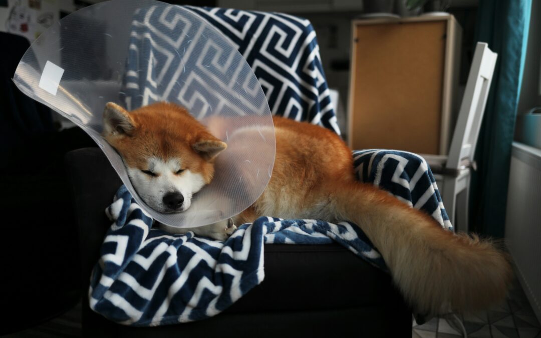 Dog laying in a chair wearing a cone