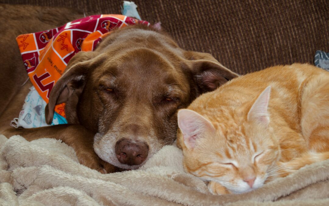Small Actions, Big Impact—Celebrate Change a Pet’s Life Day January 24th
