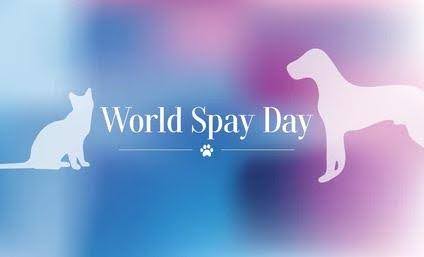 February 25th: World Spay Day