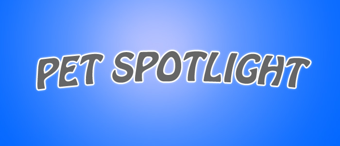 Pet Spotlight: Miss Molly