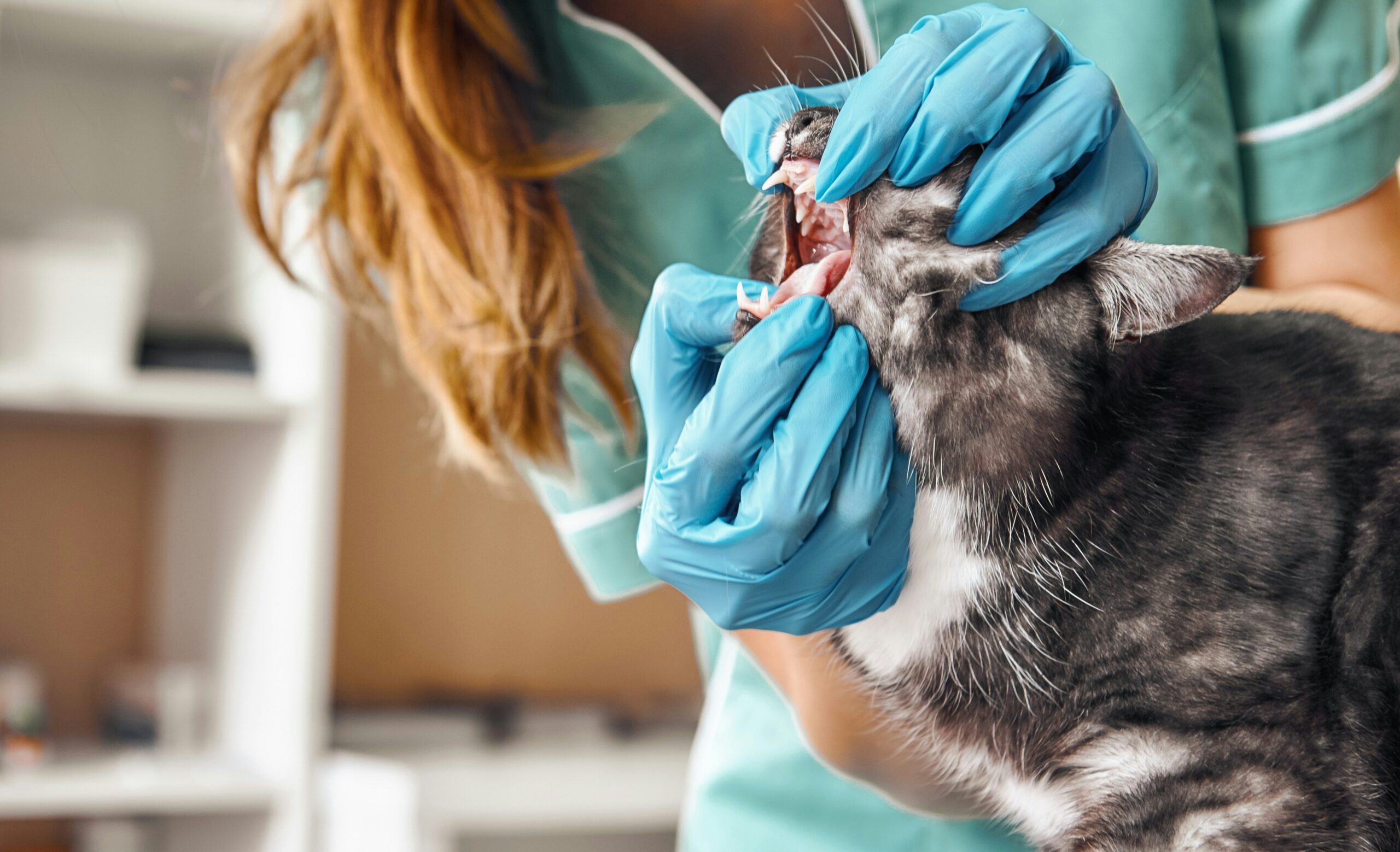 Cat dental exam