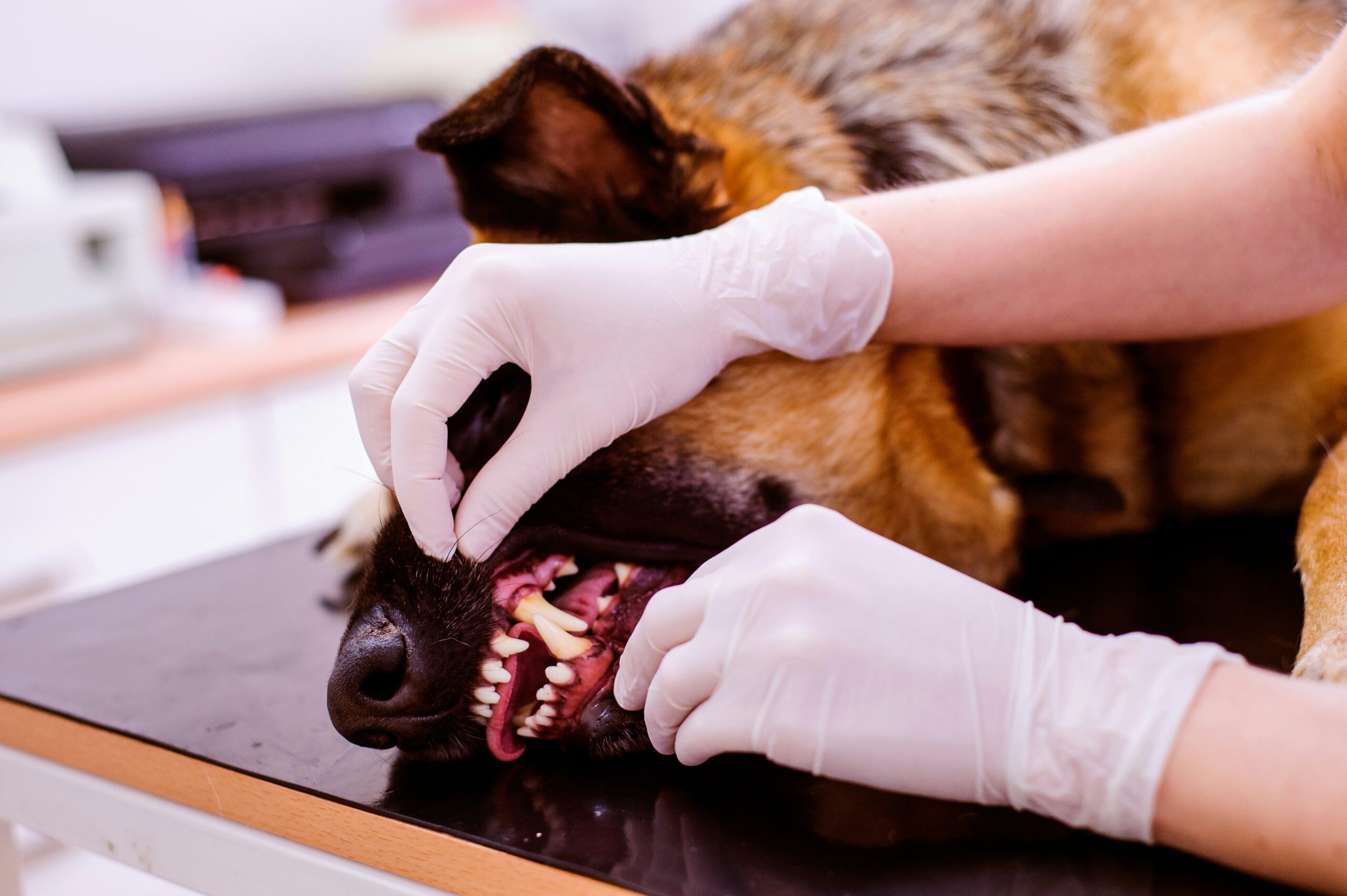 Dog dental exam