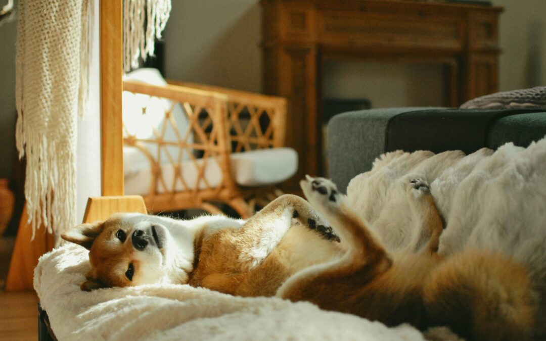 Shiba Inu dog laying on its back on a couch