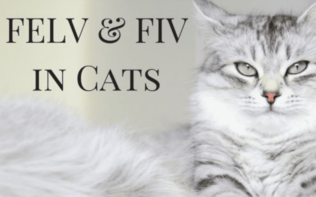 Calling All Cat Owners: The Facts about FIV and FeLV