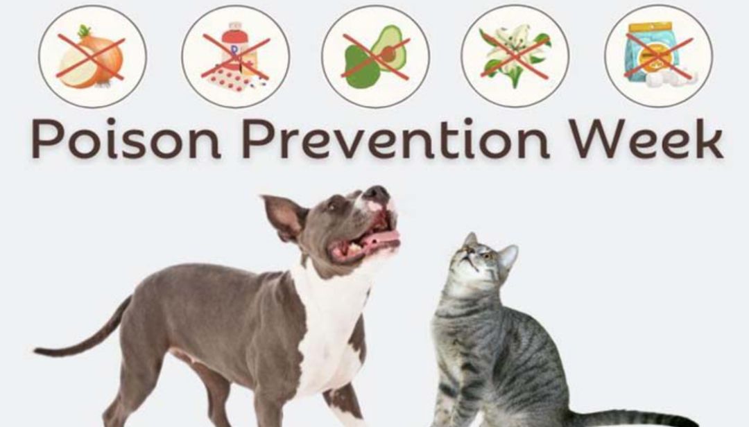 National Animal Poison Prevention March 16th – 22nd