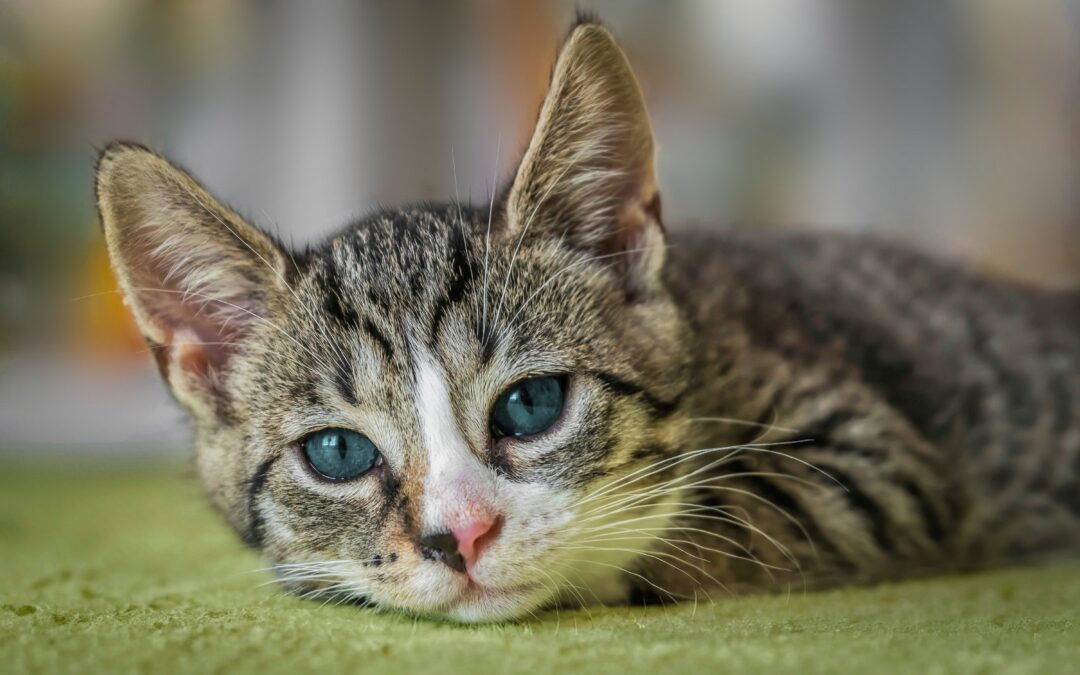 Calling All Cat Owners: The Facts about FIV and FeLV