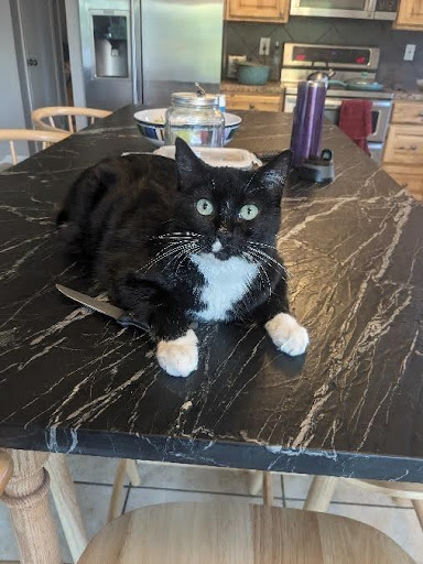 Pet Spotlight: Dental All-Star Math