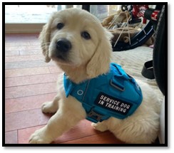 Picture-2 Golden retriever puppy wearing a blue "Service Dog in Training" vest sitting indoors on a wood floor