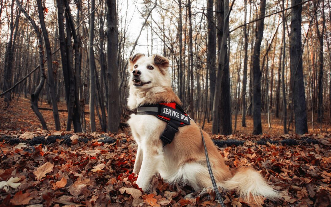 Dog Therapy Appreciation Day