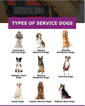 type of service Chart showing 9 types of service dogs, including guide, hearing, seizure response, and medical alert dogs