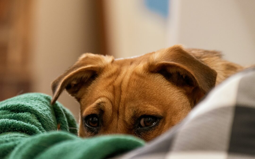 Dog Anxiety Awareness Week: May 5th – 11th