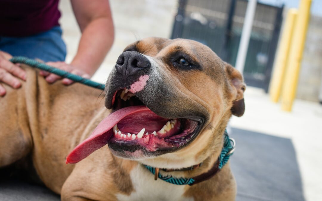 National Rescue Dog Day May 20th