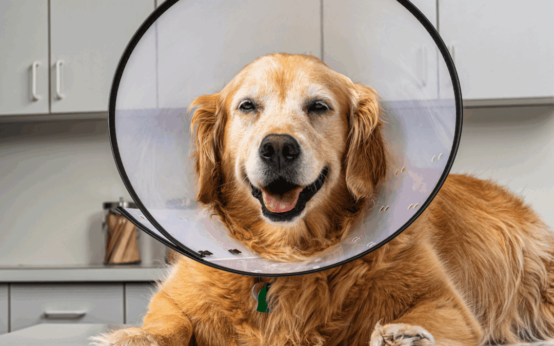Understanding Vulvoplasty Surgery: Why It Matters for Your Dog’s Health