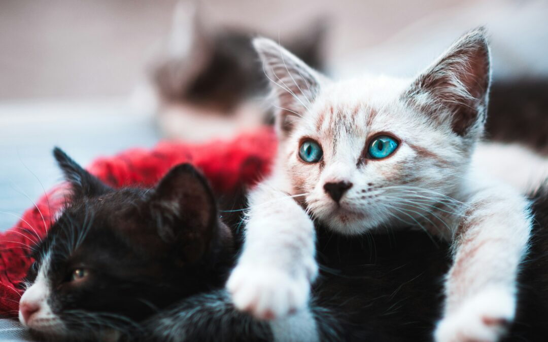 🐱 International Cat Day – Celebrating Our Feline Friends