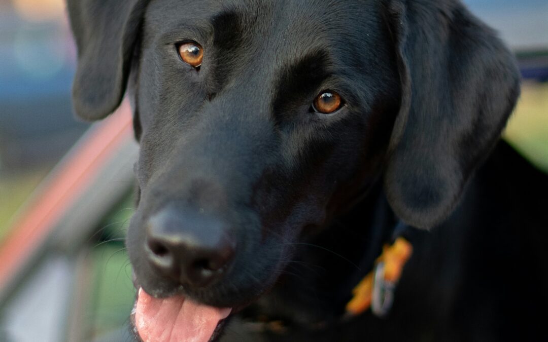 Celebrating National Black Dog Day: Shining a Light on Our Dark-Coated Companions
