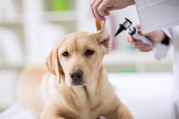 Understanding Aural Hematomas in Dogs